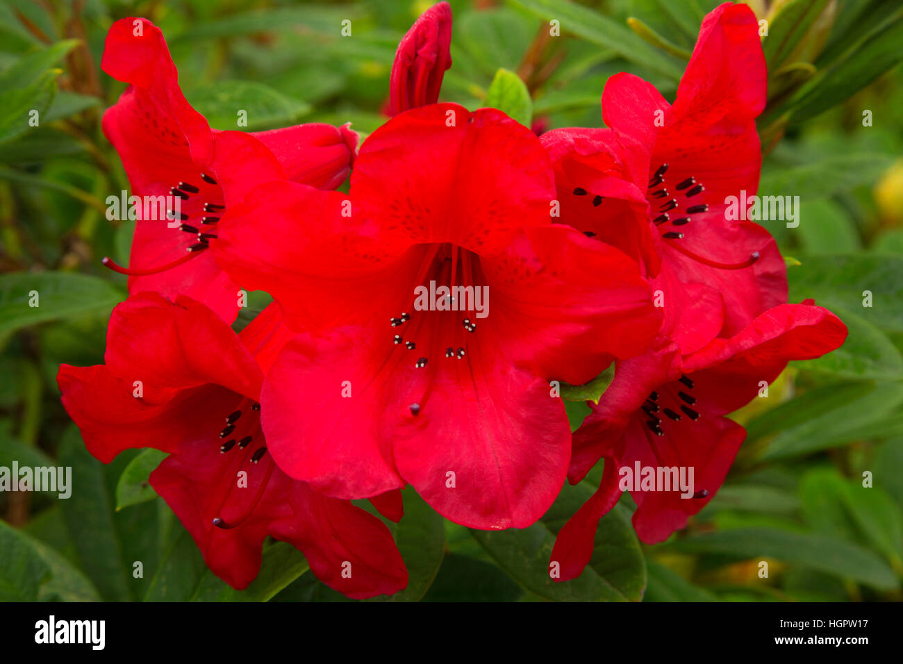 Rhododendron bloom, George Rogers Park, Lake Oswego, Oregon Stock Photo