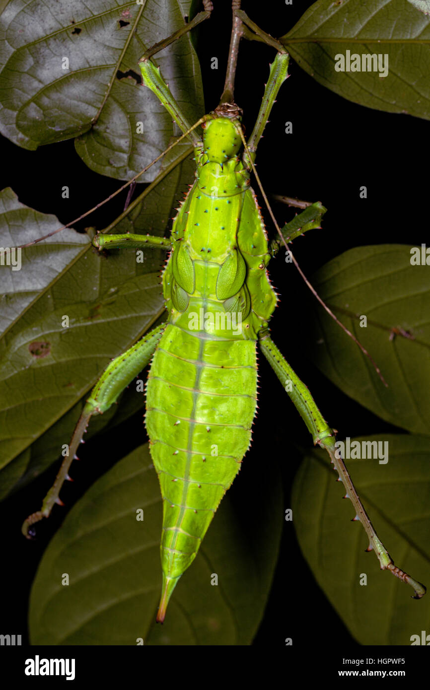 Malaysian stick insect (Heteropteryx dilatata Stock Photo - Alamy