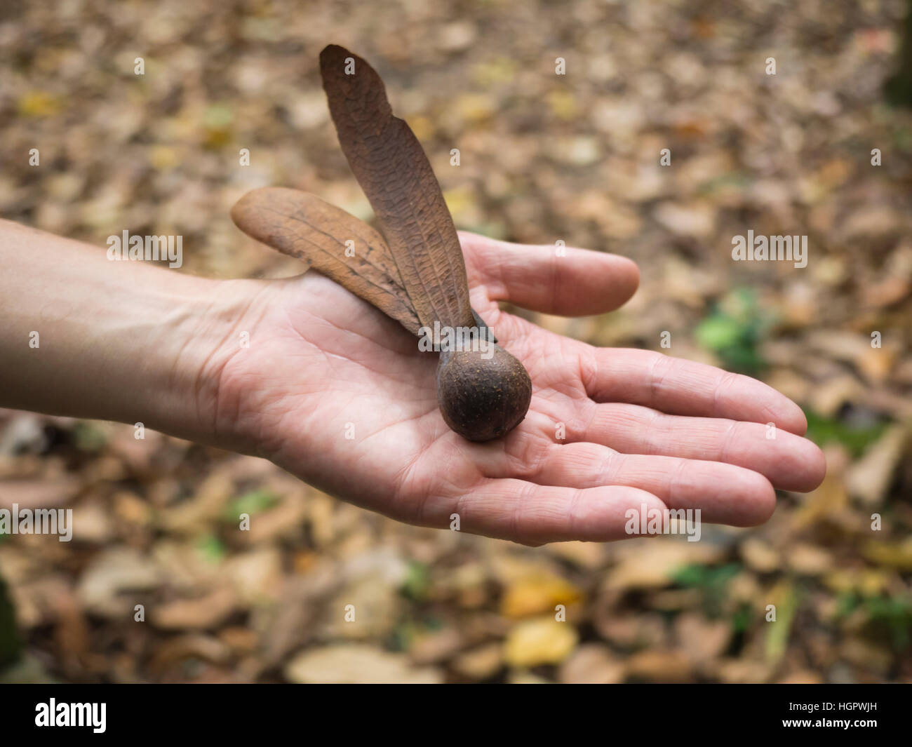 Riesensamen im Affenwald von Sangeh Stock Photo