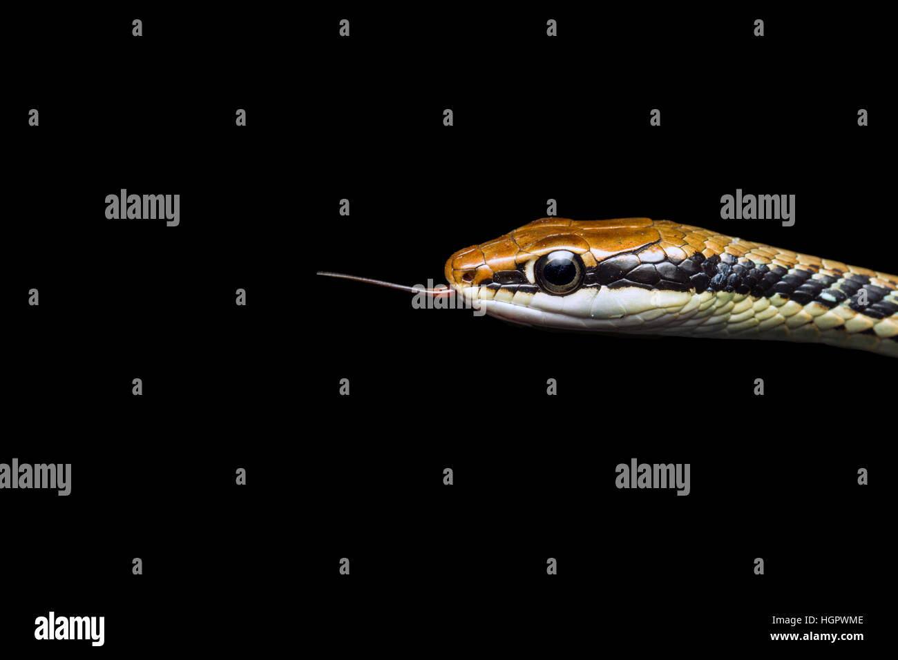 Painted Bronzeback Tree Snake (Dendrelaphis pictus) sampling air particles with forked tongue on edge of tropical rainforest in Malaysia Stock Photo