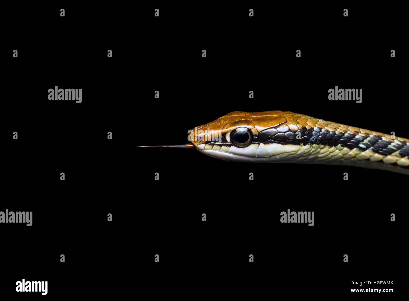 Painted Bronzeback Tree Snake (Dendrelaphis pictus) sampling air particles with forked tongue on edge of tropical rainforest in Malaysia Stock Photo