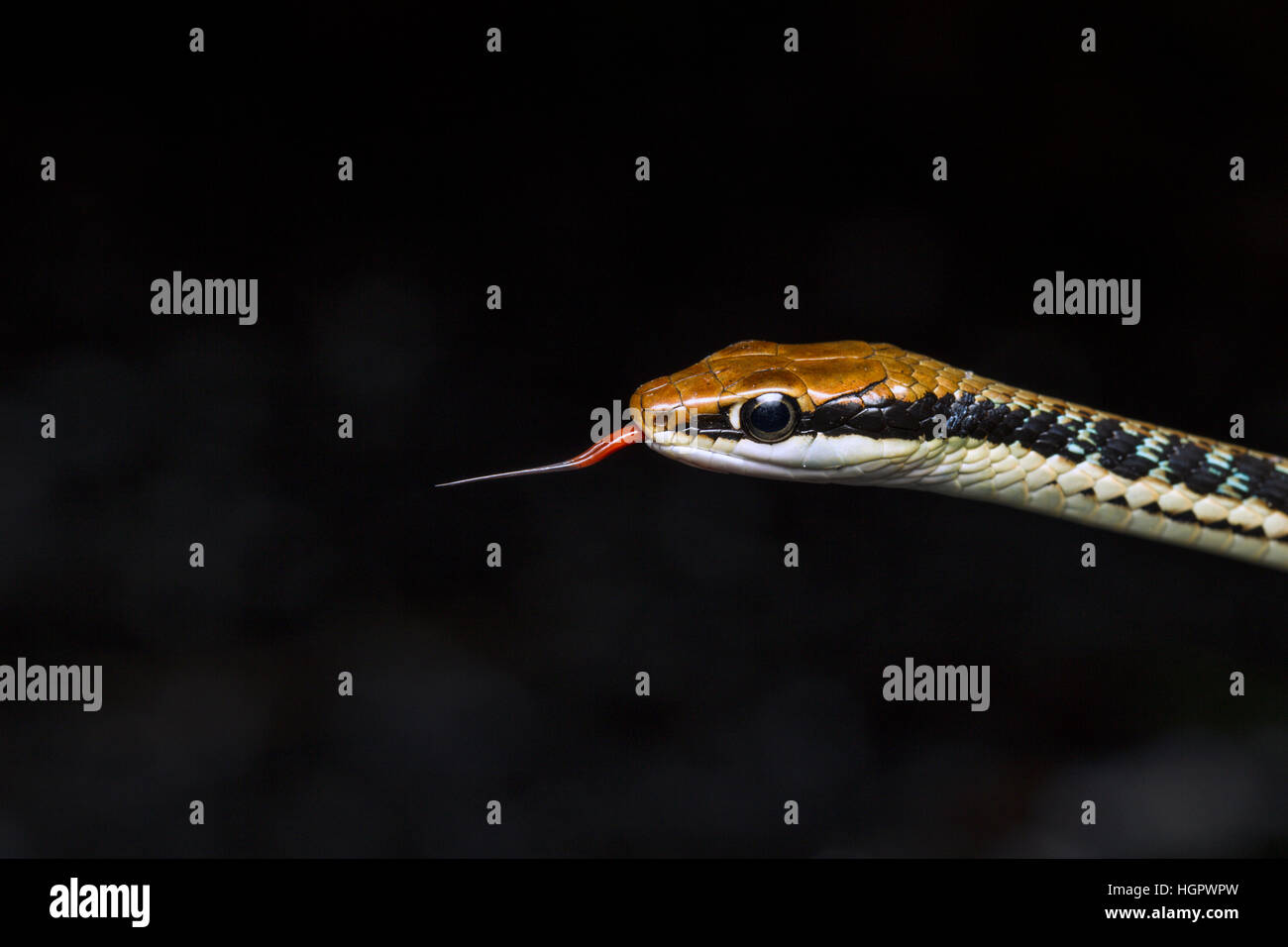 Painted Bronzeback Tree Snake (Dendrelaphis pictus) sampling air particles with forked tongue on edge of tropical rainforest in Malaysia Stock Photo