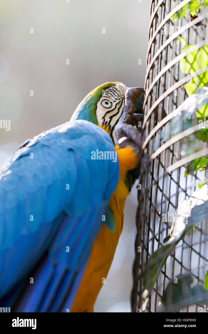 The blue-and-yellow macaw (Ara ararauna), also known as the blue-and-gold macaw Stock Photo