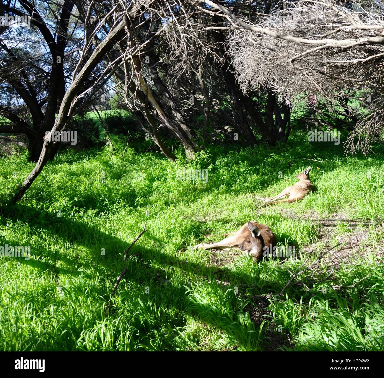 Wild kangaroos resting in the natural bush at Heirisson Island with