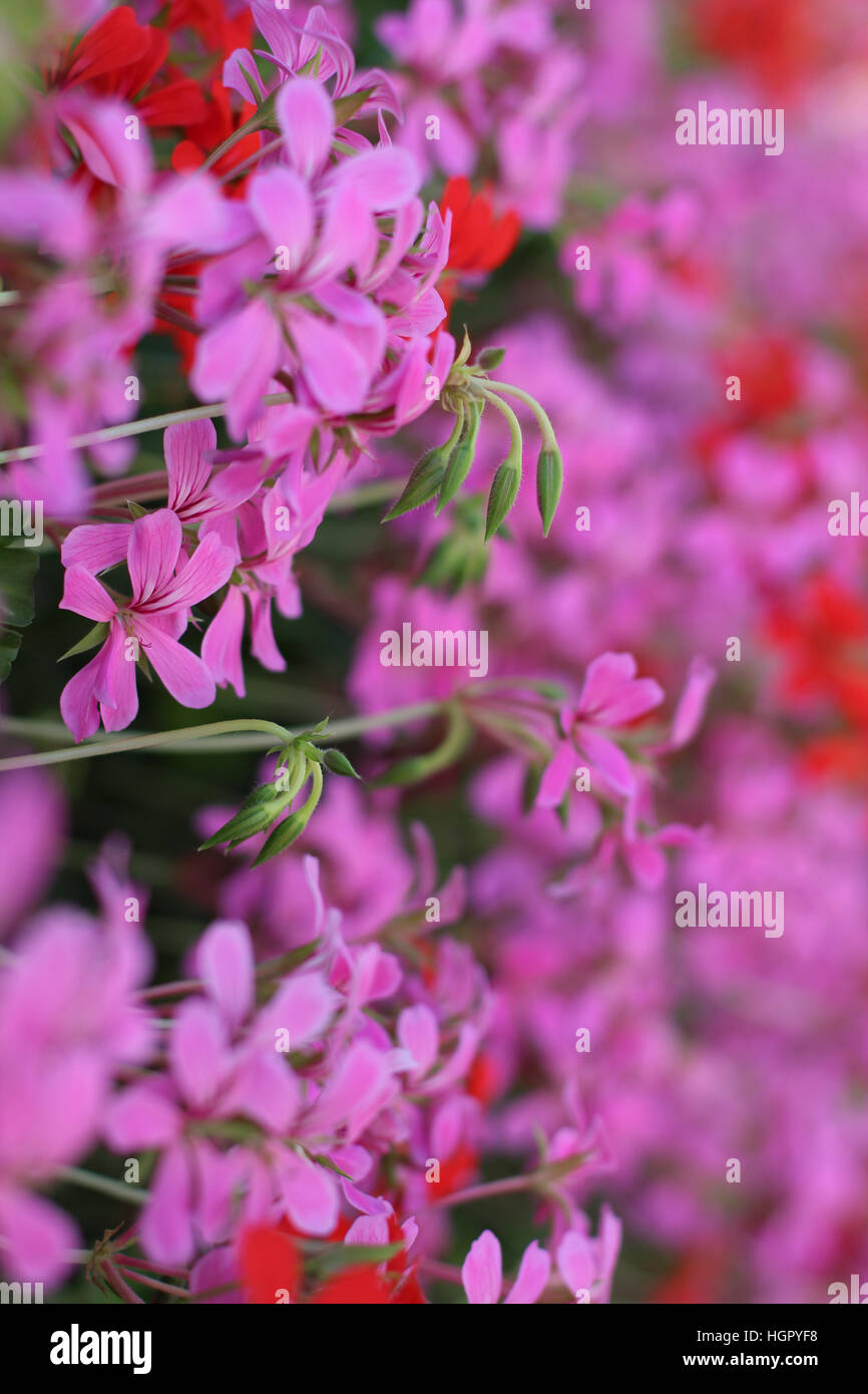 Pink and red flowers Stock Photo - Alamy