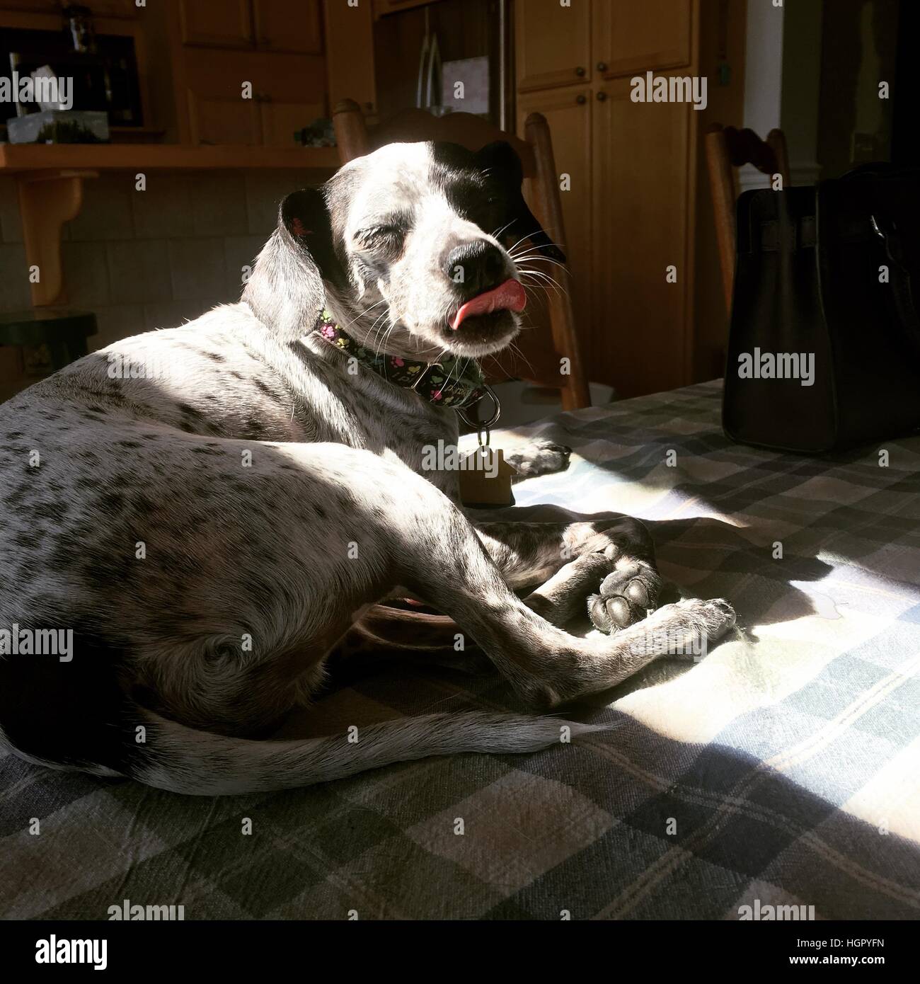 A dog laying in the sun sticking its tongue out Stock Photo Alamy