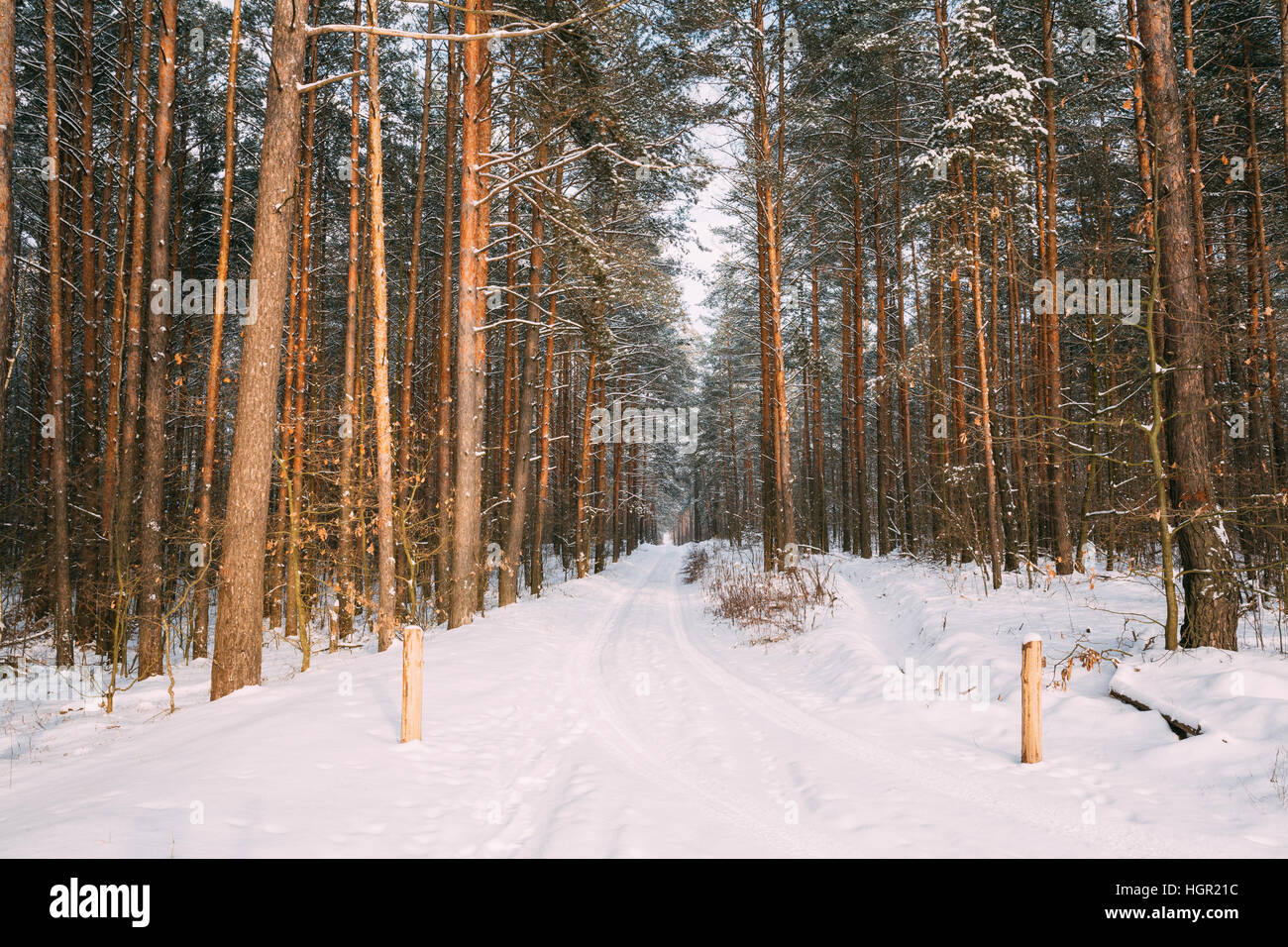 Snowy Path, Road, Way Or Pathway In Winter Forest Stock Photo