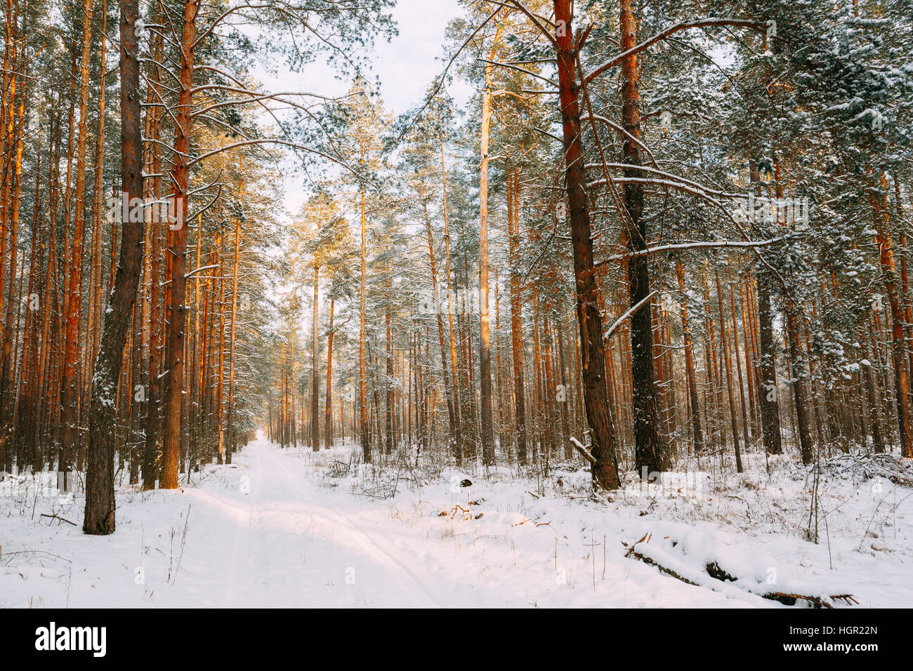 Winter Snowy Coniferous Forest. Snowy Path, Road, Way Or Pathway In Winter Forest Stock Photo