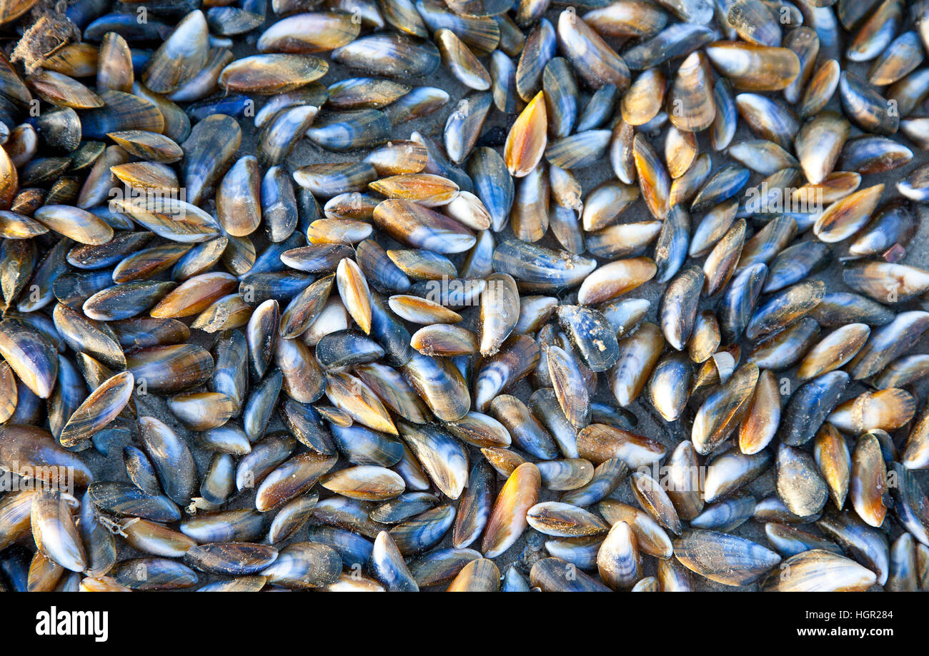 Huge pile of mussels on beach in The Netherlands Stock Photo