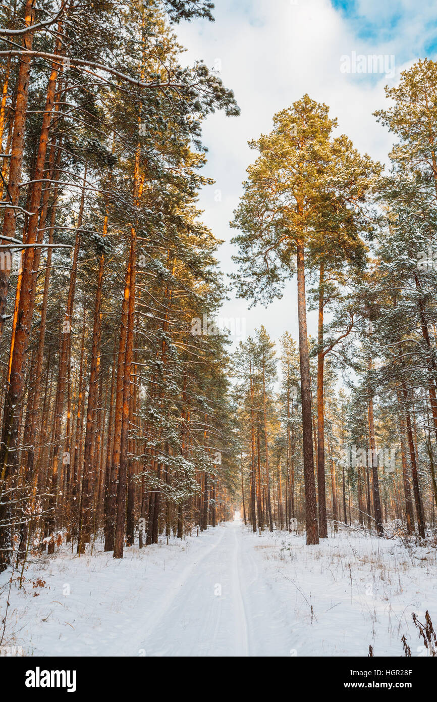Winter Snowy Coniferous Forest. Snowy Path, Road, Way Or Pathway In Winter Forest Stock Photo