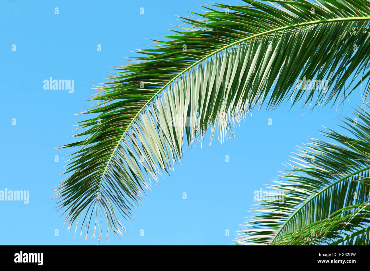 Palm branch hires stock photography and images Alamy