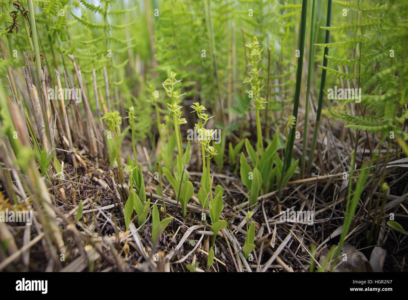 A group of 20 Fen Orchids (Liparis loeselii) on a mound in saturated ground at Sutton Fen in the Norfolk Broads Stock Photo