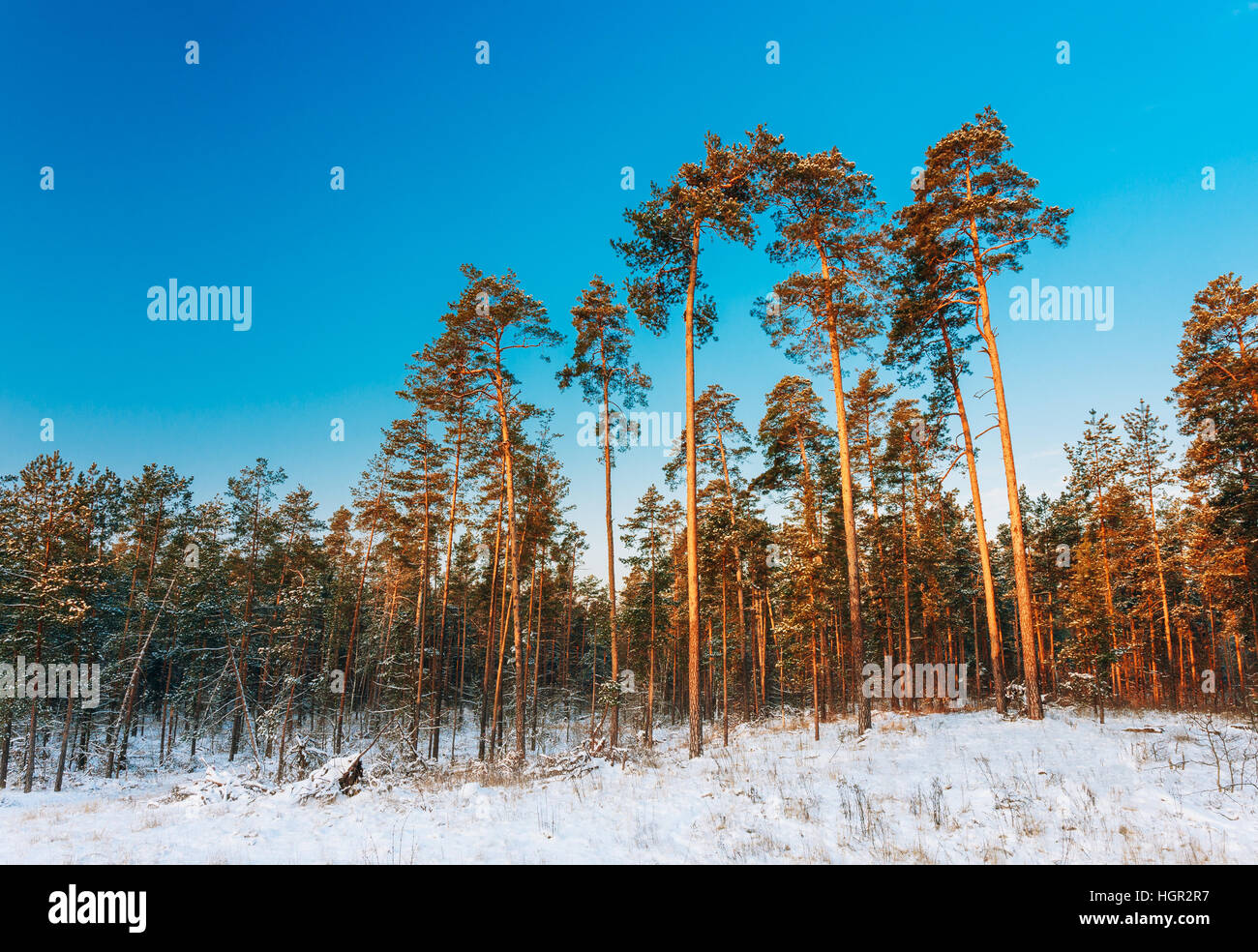 Sunset sunrise in beautiful winter snowy forest. Stock Photo