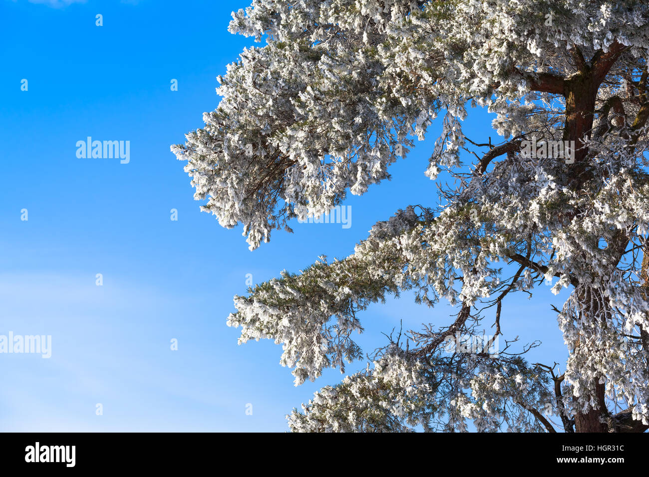 Detail of beautiful snowy tree in winter with blue sky background (copy ...