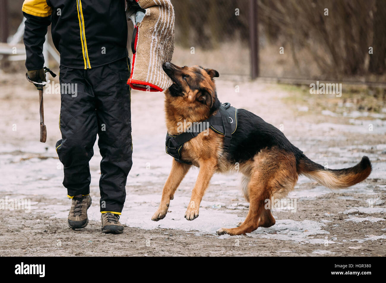 German shepherd dog training. Biting dog Stock Photo - Alamy