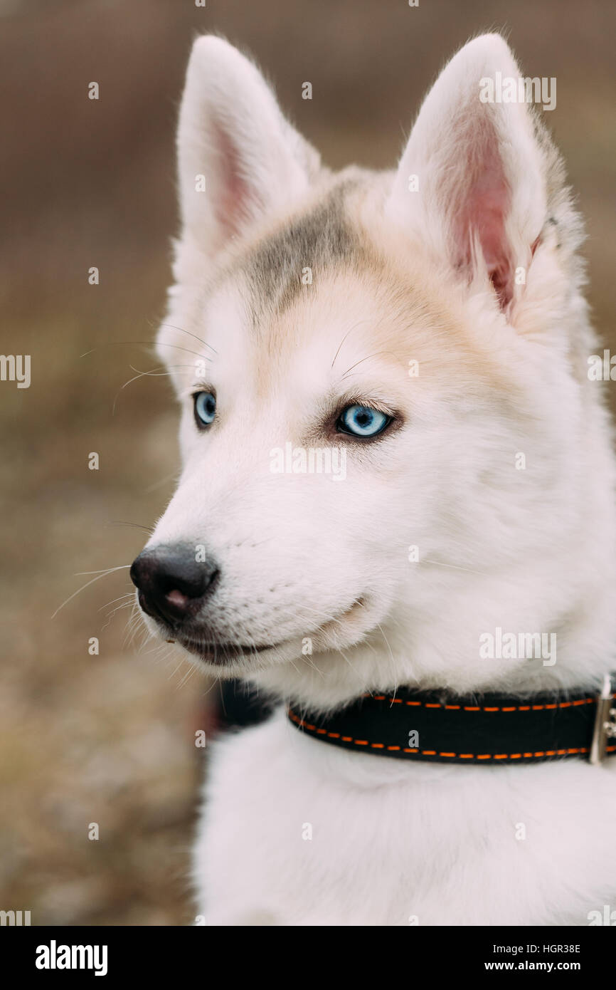 Young Funny White Husky Puppy Dog With Blue Eyes Close Up Portrait Stock Photo Alamy
