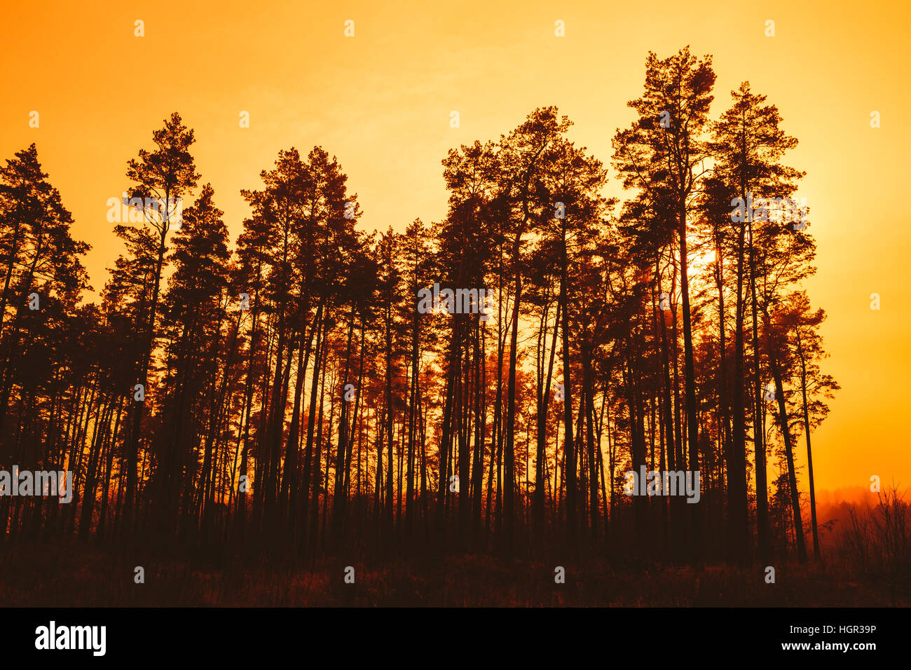 Silhouettes of pine trees at sunset hi-res stock photography and images ...