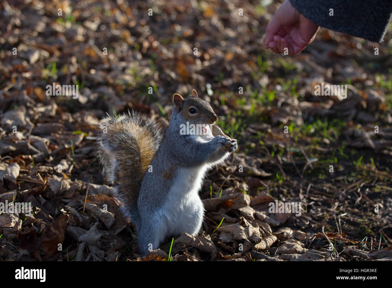 A grey squirrel feeding from a human hand in a park Stock Photo