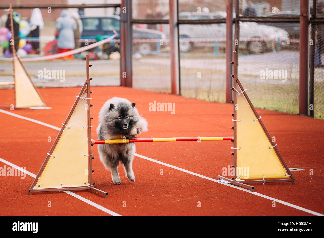 Young Funny Keeshond, Keeshonden Dog Play And Jumping Over Barrier At ...