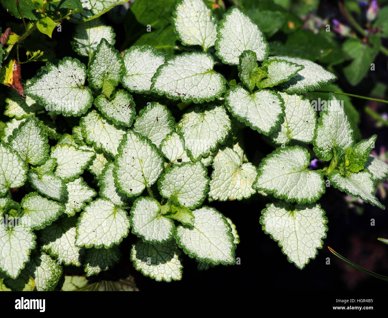 Lamium maculatum 'White Nancy' (spotted henbit, spotted dead-nettle. purple dragon) Stock Photo