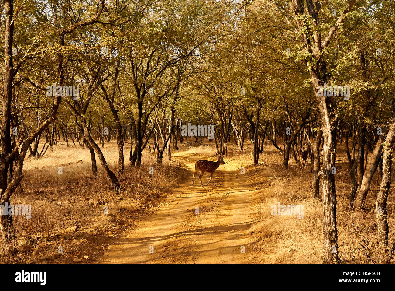 Spotted deers or chitals (Axis axis) in natural habitat, Ranthambore National Park, India Stock Photo
