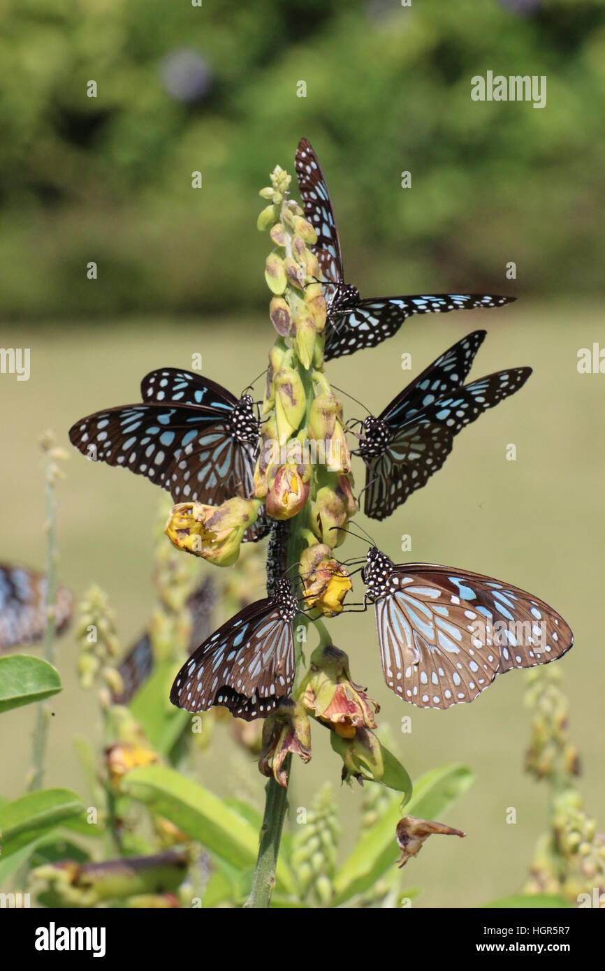Blue Tiger, Butterflies, Winged, Insect, Flower Stock Photo - Alamy