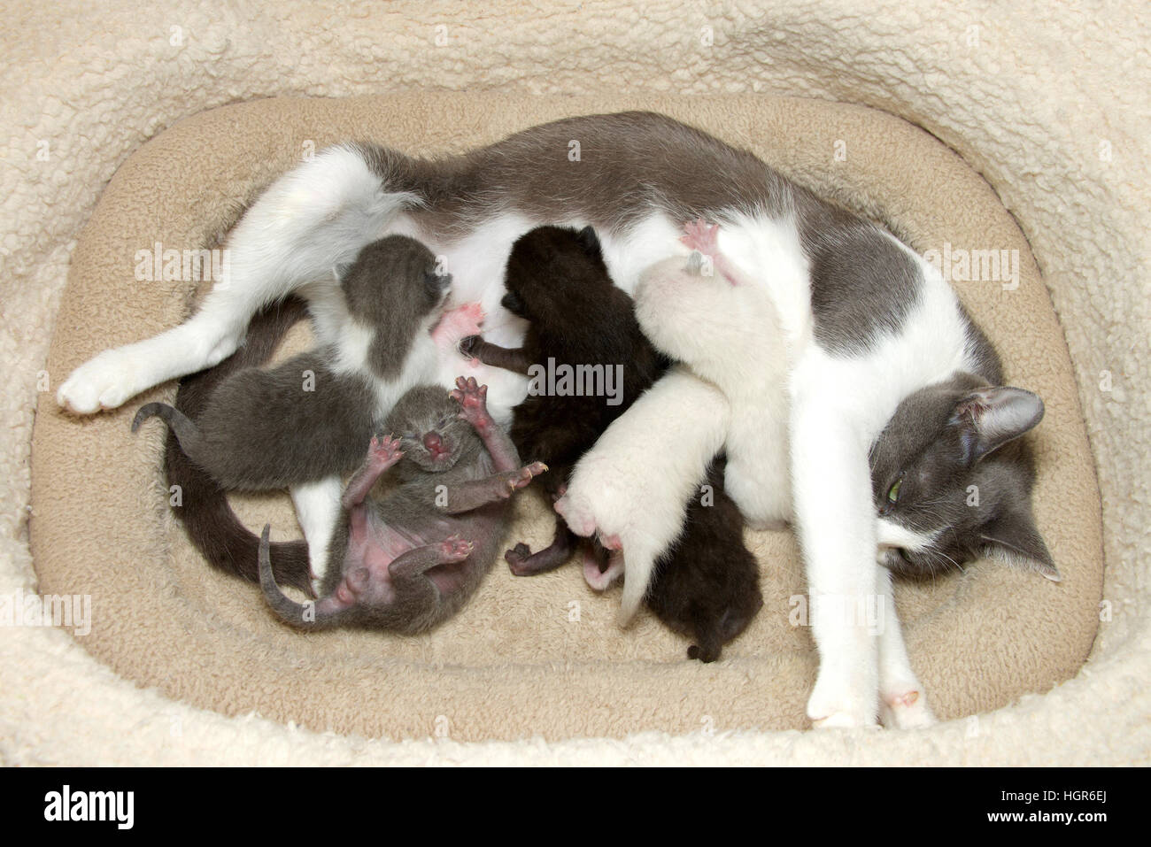 Gray and white tabby cat mother, nursing six newborn babies. Gray, white and black kittens pushing in to nurse, gray kitten upside down trying to get Stock Photo