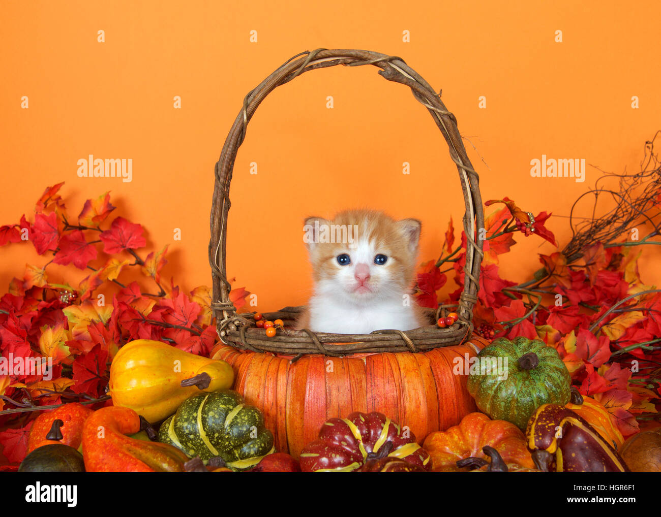 small orange and white tabby kitten sitting in a pumpkin basket surrounded by autumn leaves, gourds and squash. Fun festive scene to celebrate autumn Stock Photo