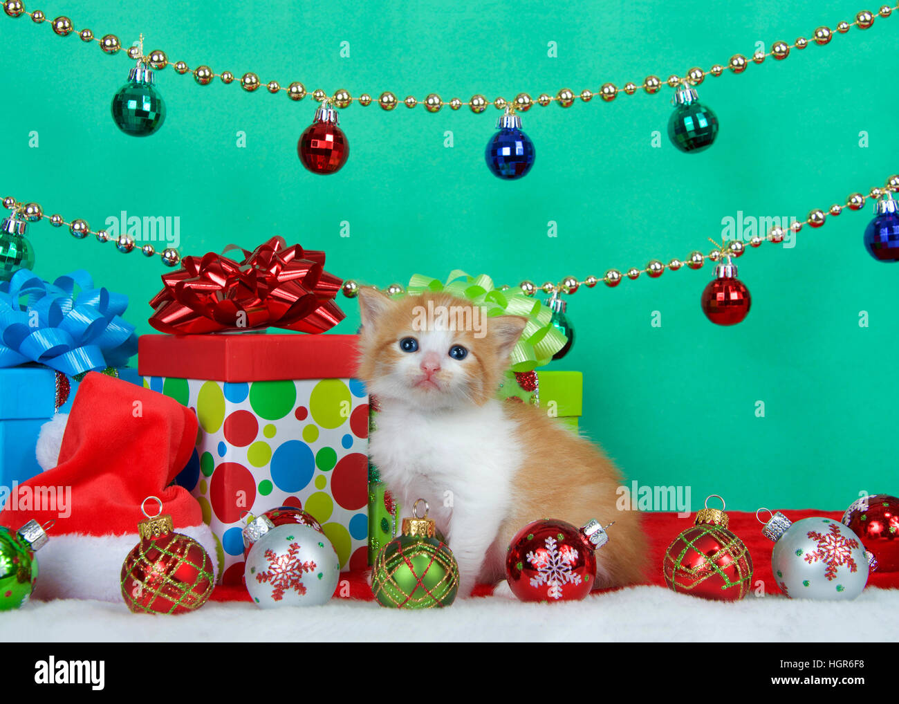 Adorable Orange And White Long Haired Tabby Kitten Sitting Next To