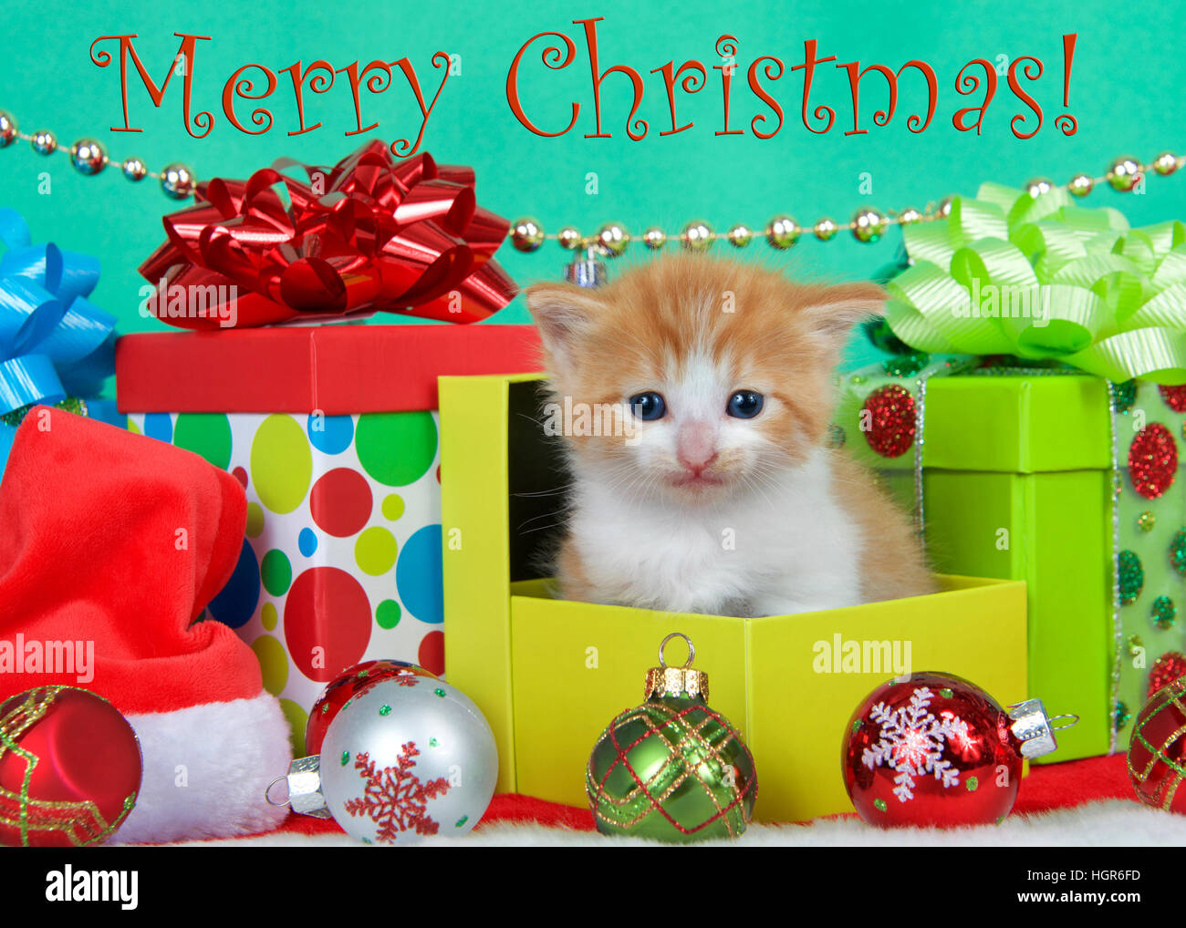 Adorable Orange And White Long Haired Tabby Kitten Sitting In