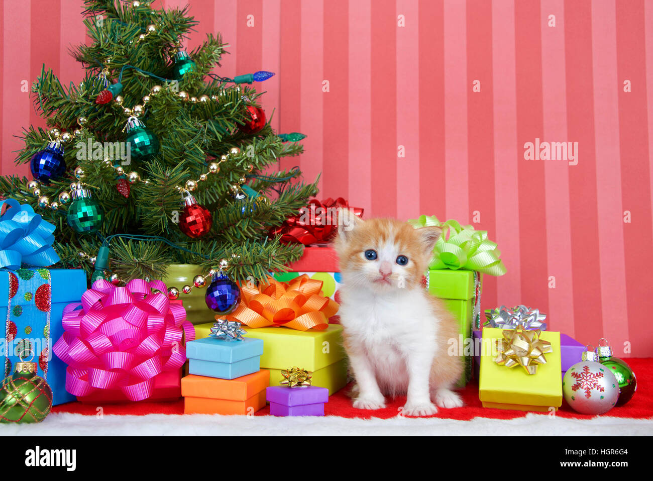 Adorable orange and white tabby kitten three weeks old sitting in a pile of christmas presents under a small tree decorated with ball ornaments and go Stock Photo
