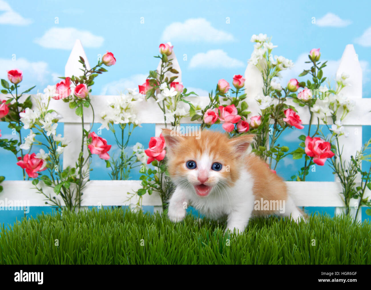 Adorable Long Haired Orange And White Tabby Kitten Standing In