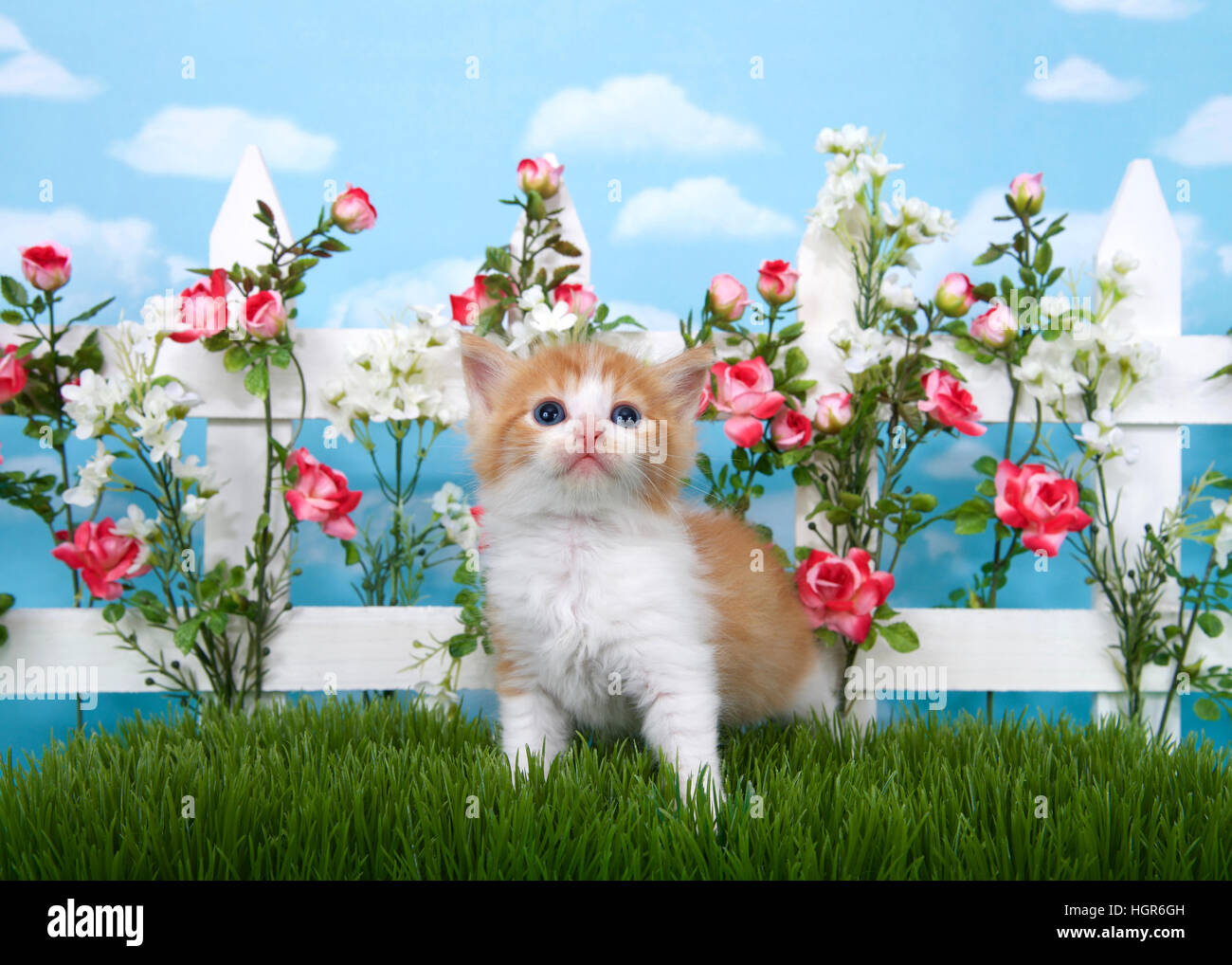 Adorable Long Haired Orange And White Tabby Kitten Standing In