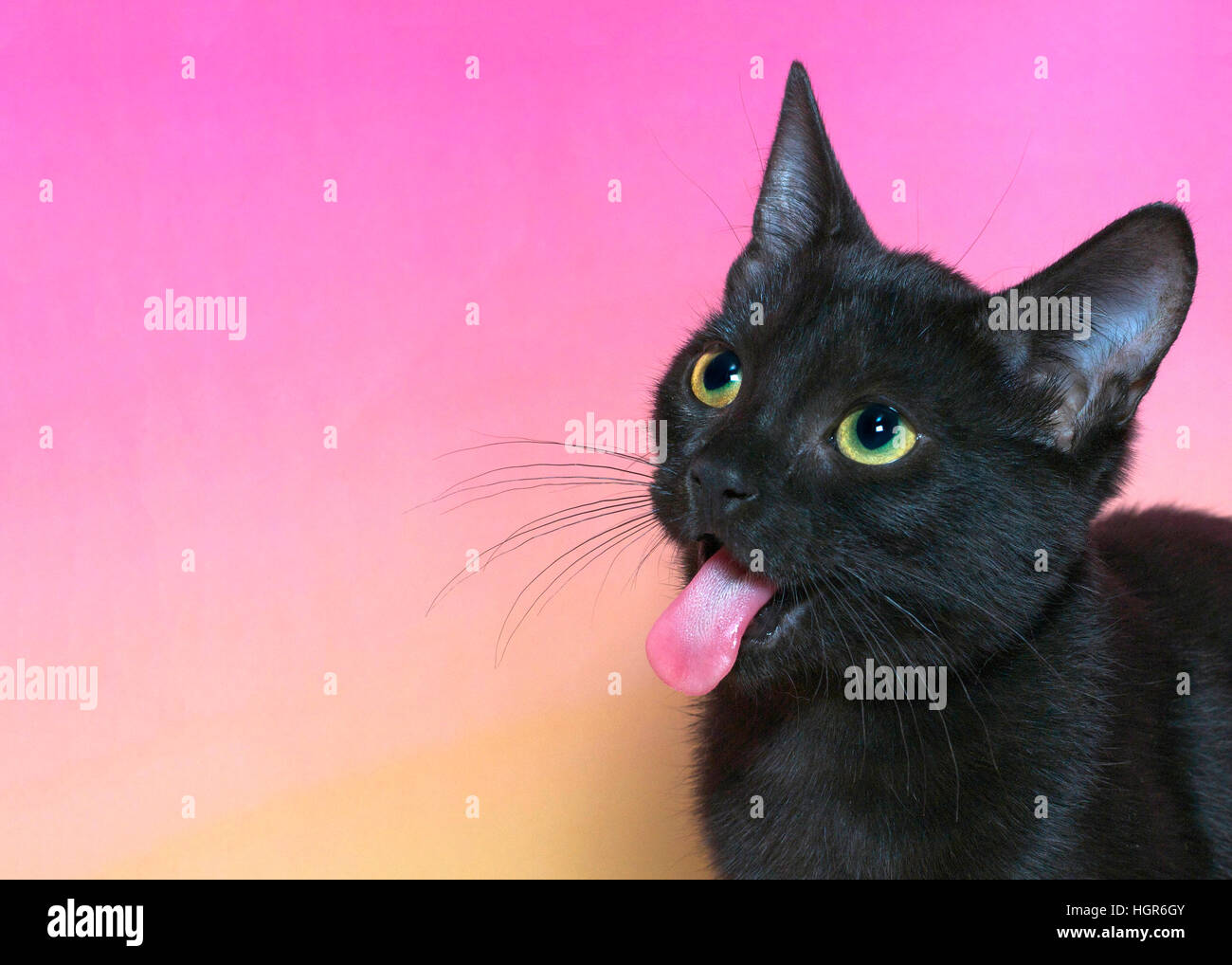 Portrait of a black domestic short hair kitten with yellow green eyes isolated on a mottled pink and yellow background. Tongue sticking straight out. Stock Photo