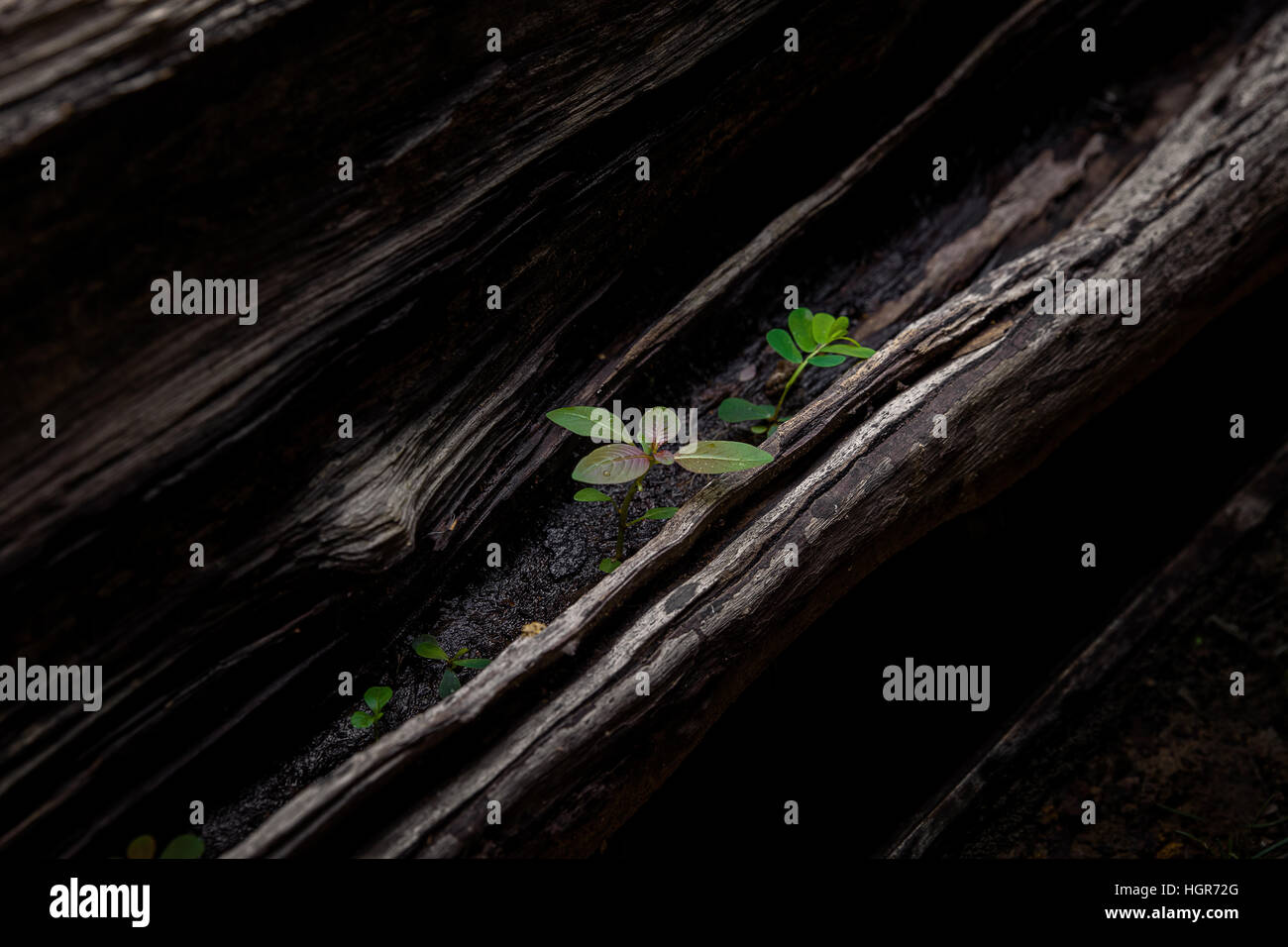 Wood plants hires stock photography and images Alamy