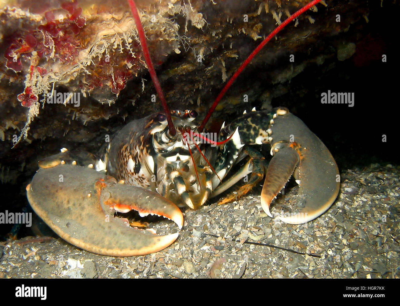 Common European Lobster underwater in a cave under a ship wreck with