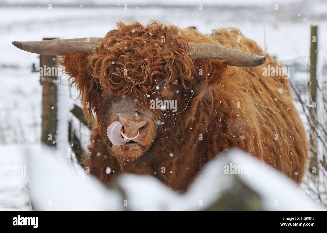 Highland cattle in snow hi-res stock photography and images - Alamy