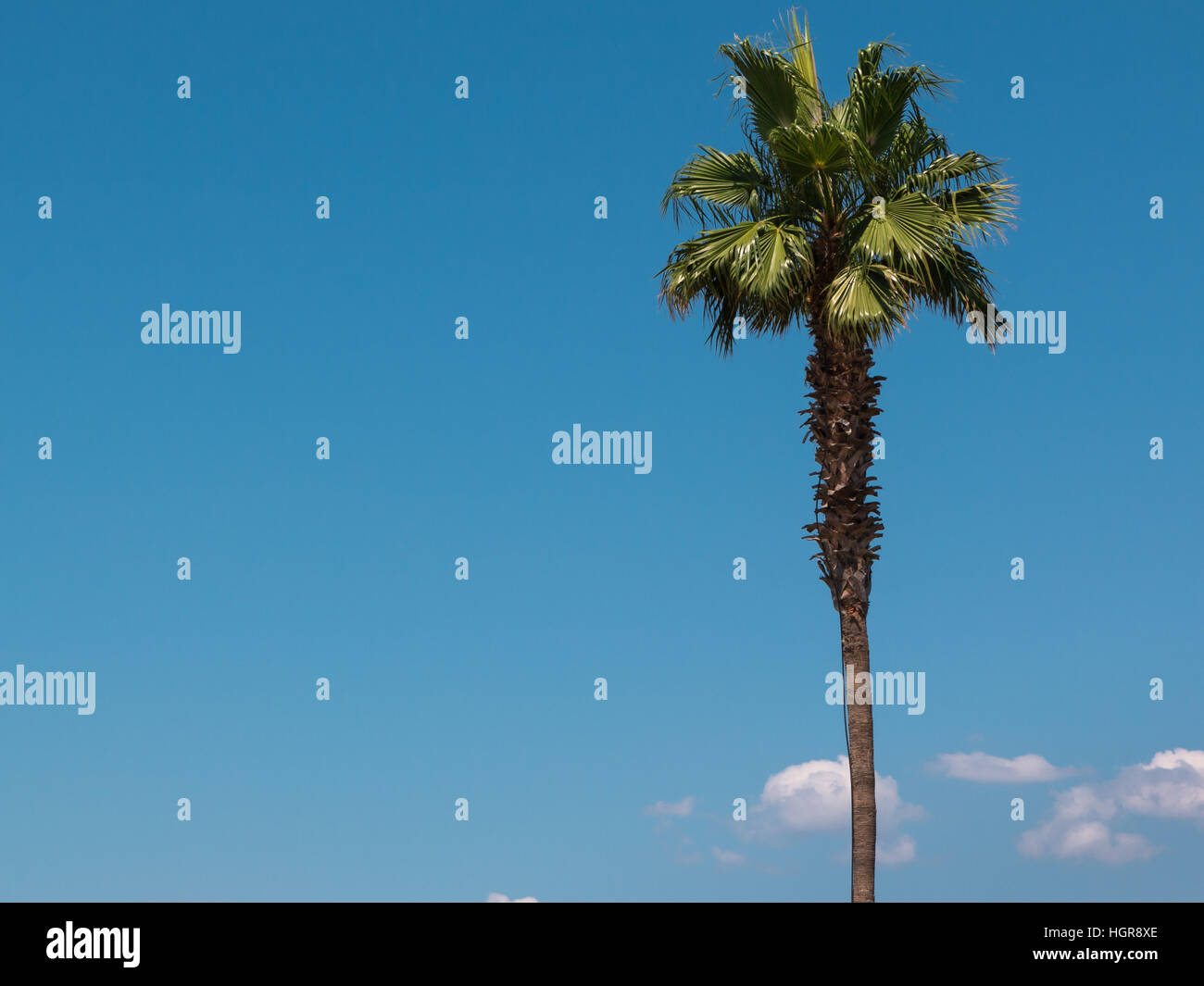 Palm trees covered with straw protectors to keep warm during winter Stock  Photo - Alamy