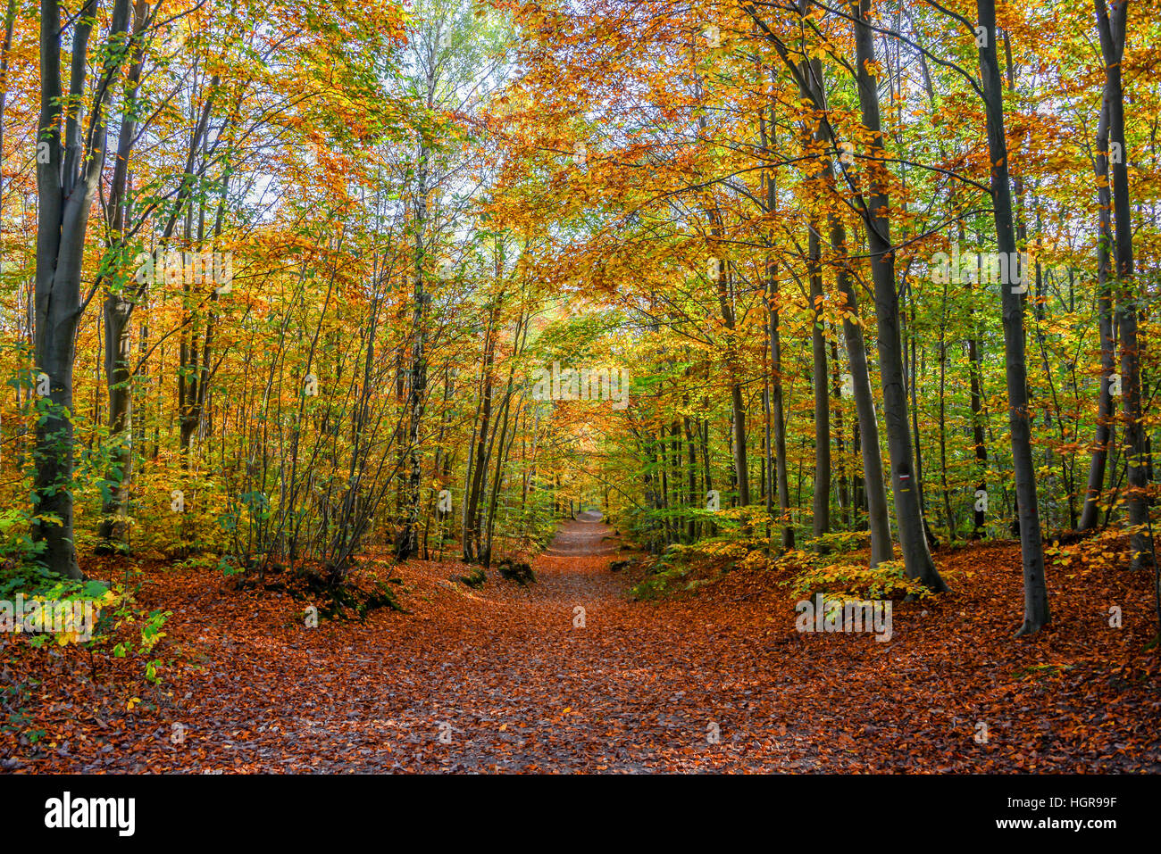 Footpath in a forest in autumn Stock Photo