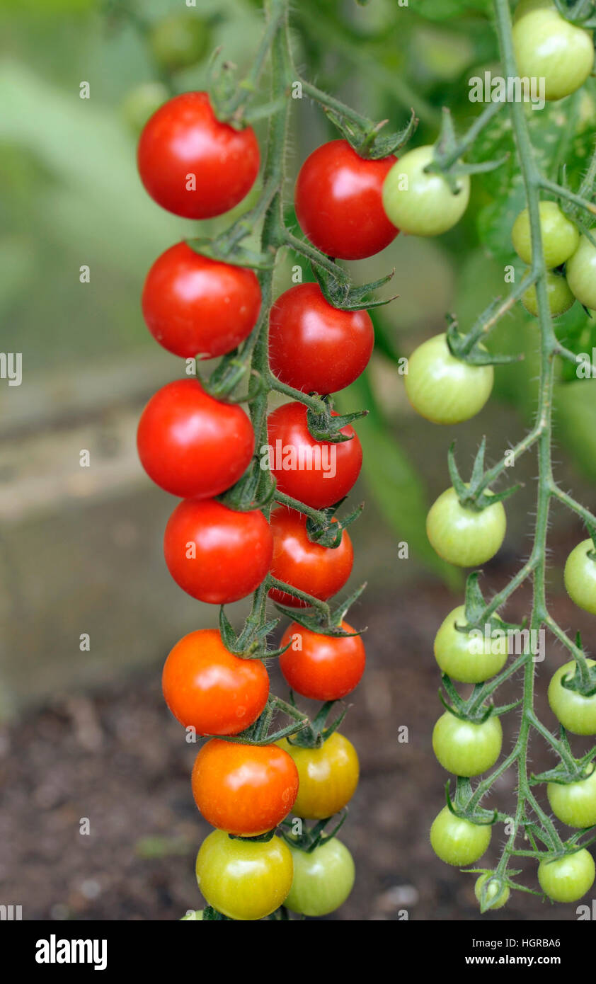 Cherry tomatoes, F1 Sweet Million, ripening on the vine in a greenhouse. Stock Photo