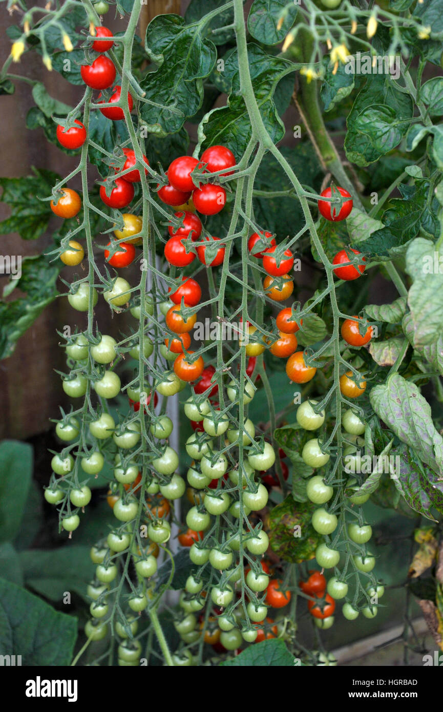 Cherry tomatoes, F1 Sweet Million, ripening on the vine in a greenhouse. Stock Photo