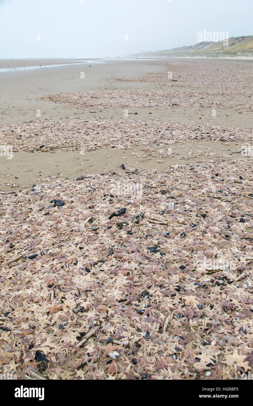 Starfish, on the beach at Bergen aan Zee, North Holland, in the winter days, many thousands of starfish, dead, were driven to the beaches, starfish dy Stock Photo