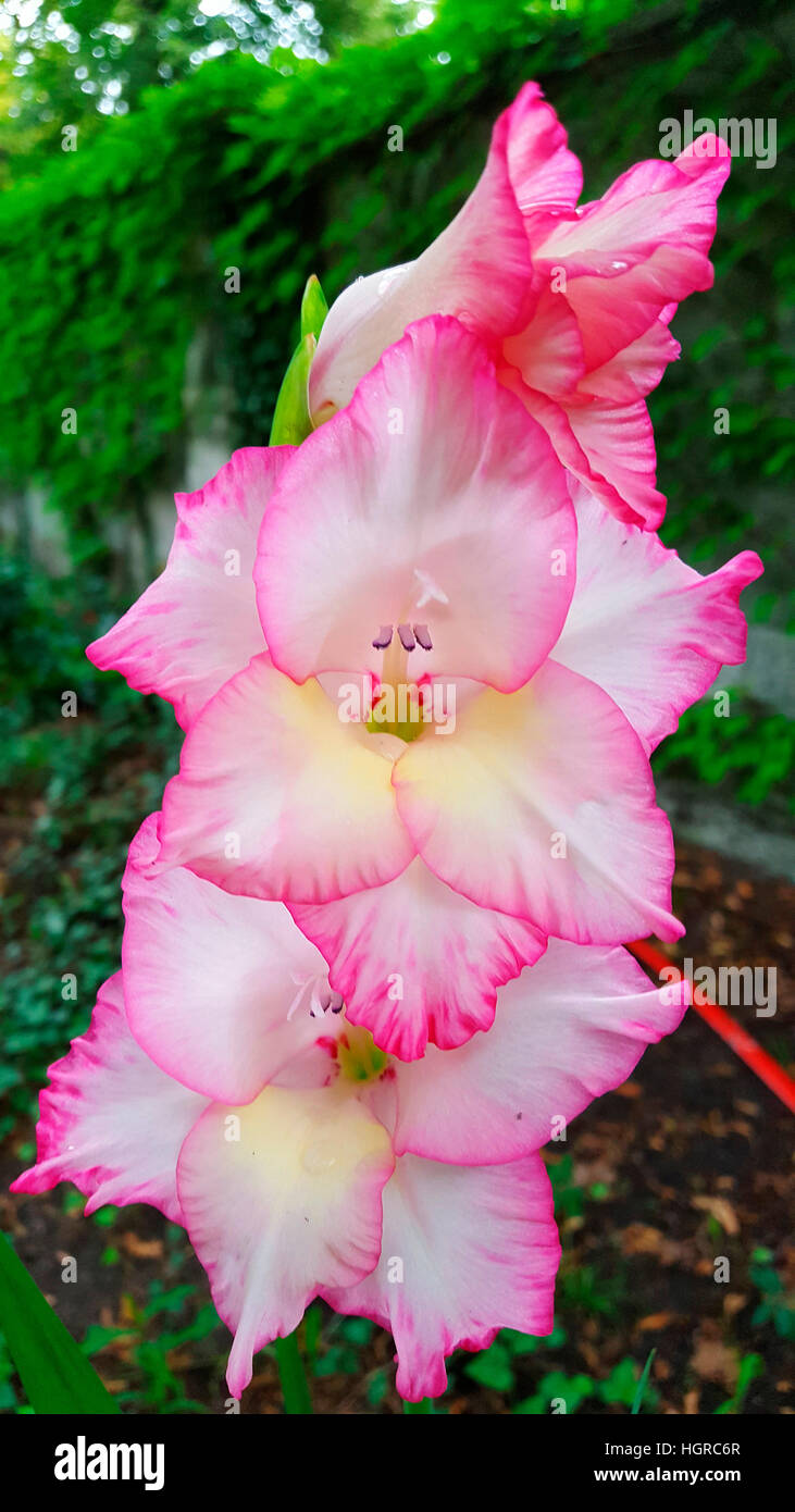 Gladiole deals