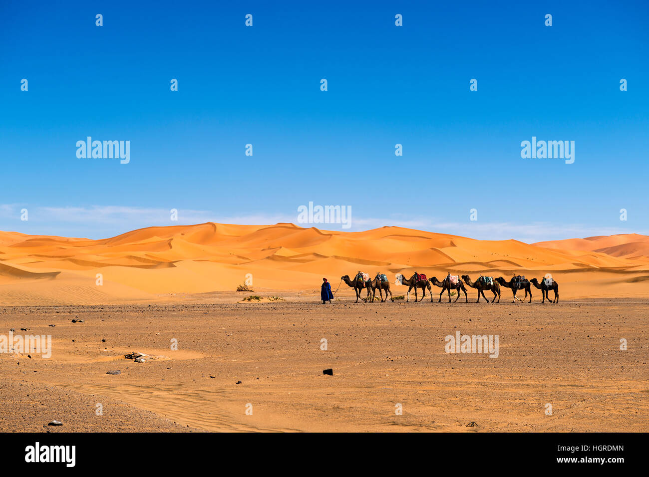 Merzouga, Morocco - April 12, 2016: Berber man leading a camel caravan in the Erg Chebbi dunes in Morocco. Stock Photo