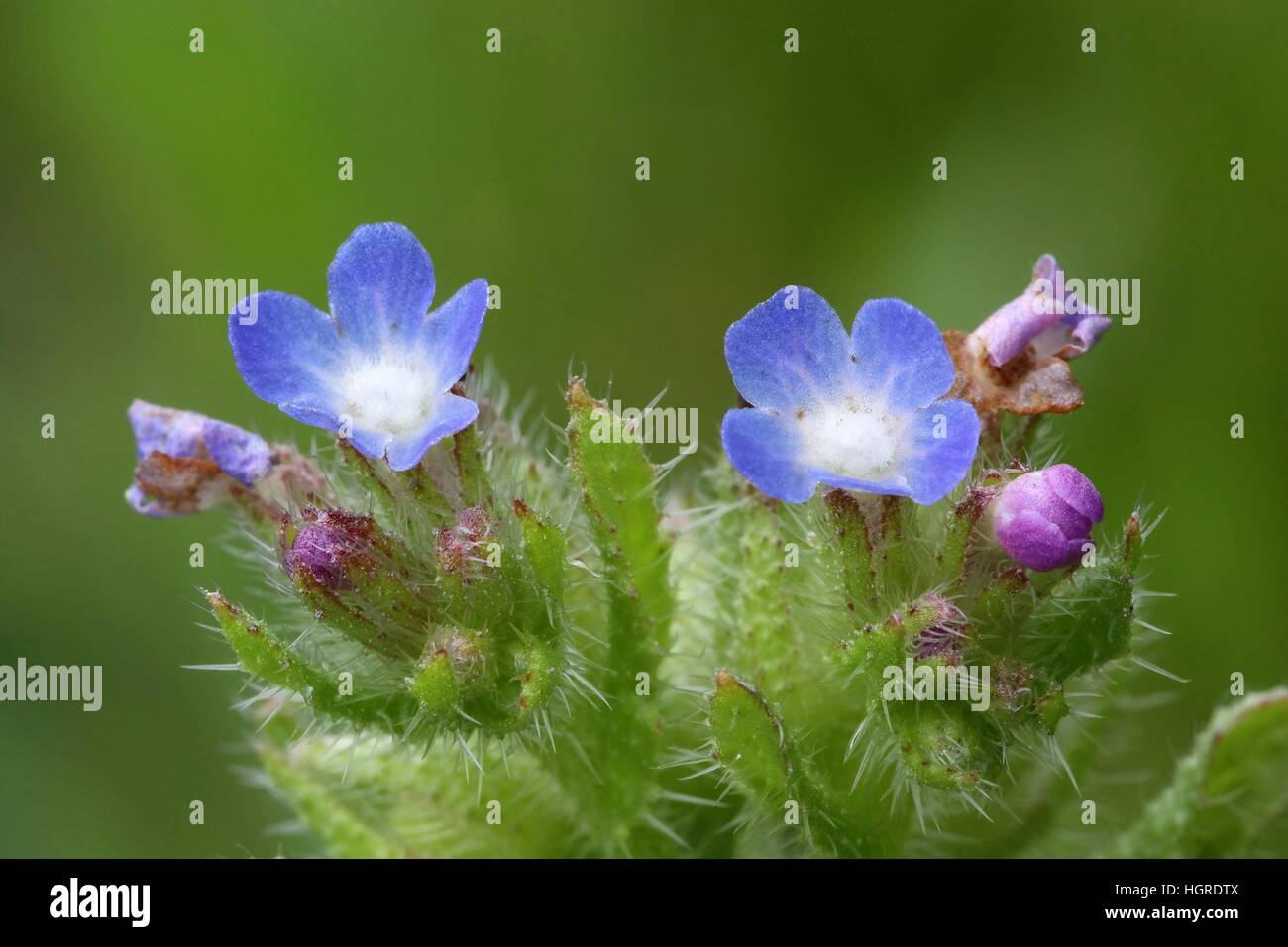 Small annual bugloss, Anchusa arvensis Stock Photo