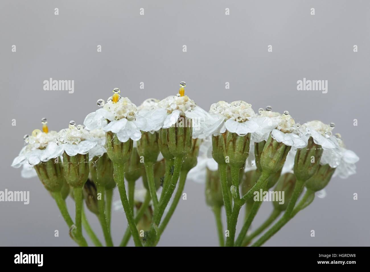 Common yarrow, Achillea millefolium Stock Photo