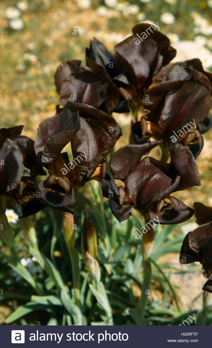 Black Iris Jordan Stock Photos & Black Iris Jordan Stock Images Alamy