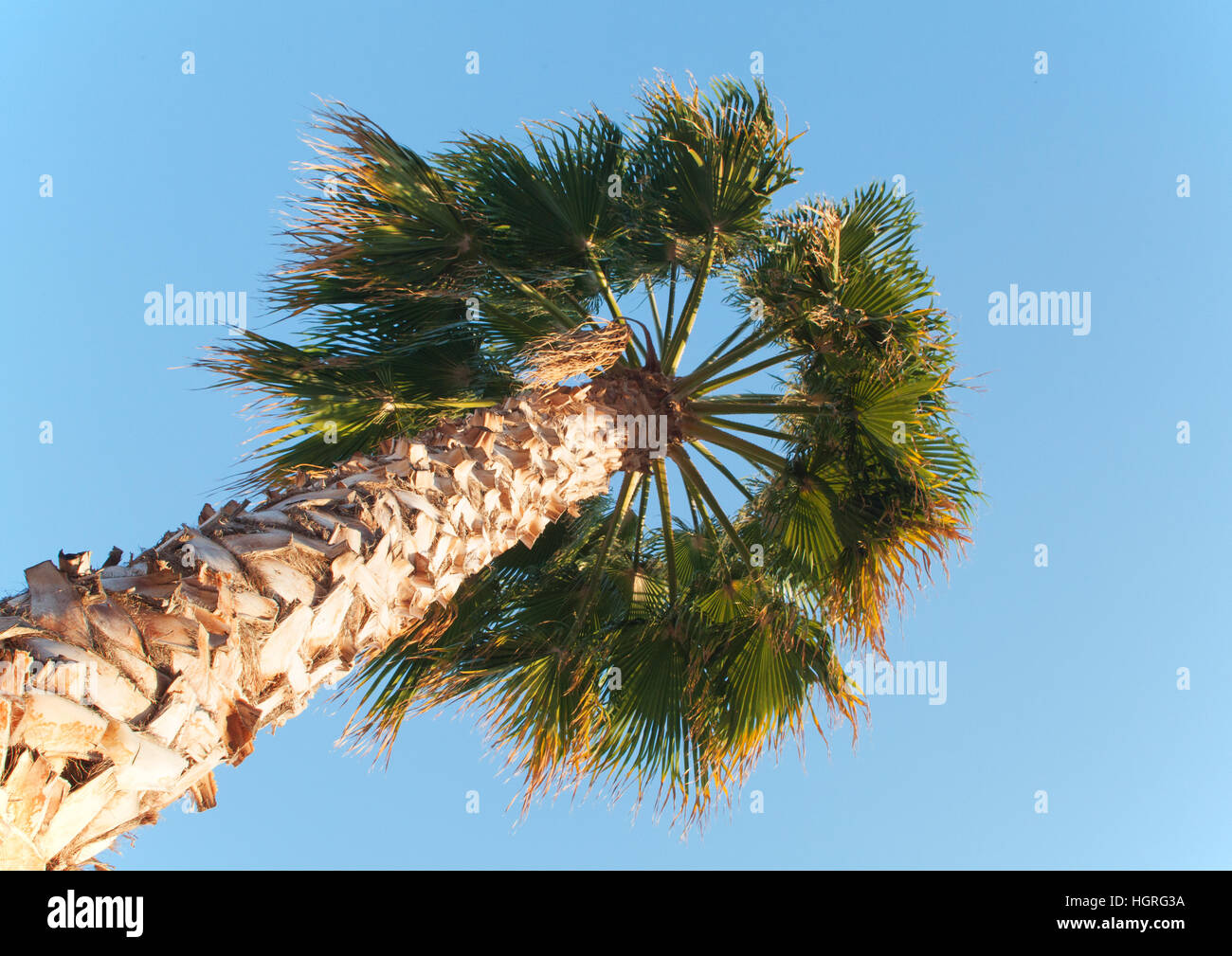 Spanish Palm Tree Stock Photo Alamy