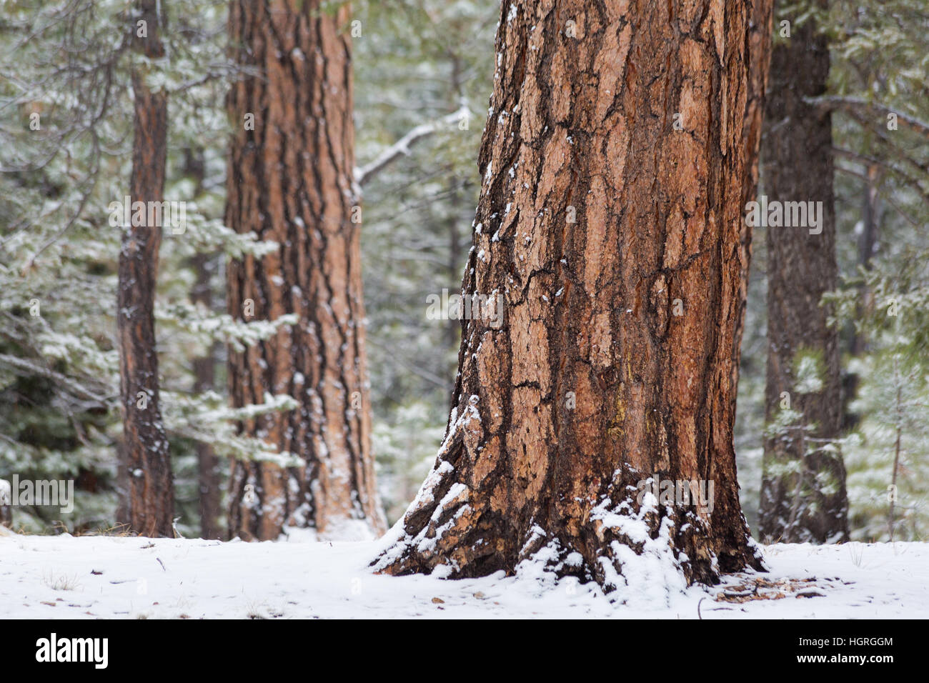 Pine tree trunk hires stock photography and images Alamy