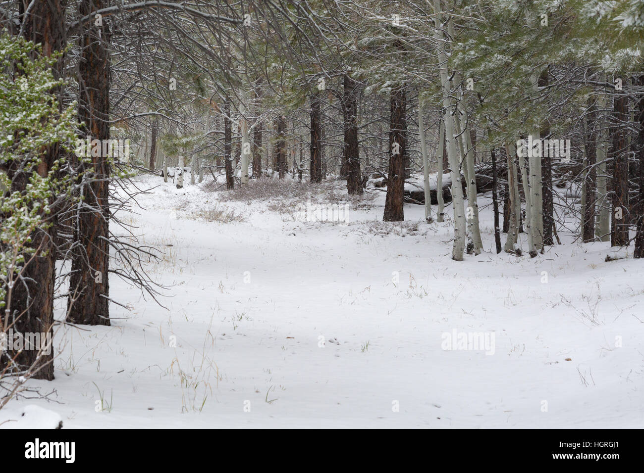 The Arizona Trail Winding Through A Snow Covered Forest On The Stock Photo Alamy